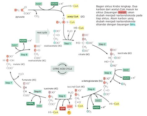 Produk Berikut Dihasilkan Baik Pada Proses Glikolisis Maupun Siklus Krebs