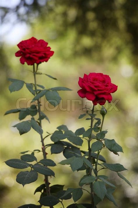 Two Long Stemmed Roses In The Garden Stock Photo Colourbox