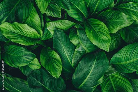 Abstract Green Leaf Texture Nature Background Tropical Leaf ภาพถ่าย