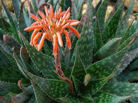 The group of plants called succulents includes plants with spines or thorns that arise from areoles (cacti) and those without areoles. Aloe maculata: Planta con grandes beneficios medicinales