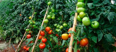 Vira Cabeça Na Cultura Do Tomateiro Promip Manejo Integrado