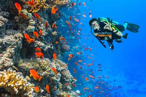 Best Diving Center Safaga In 2020 Scuba Diving Diving Center Diving