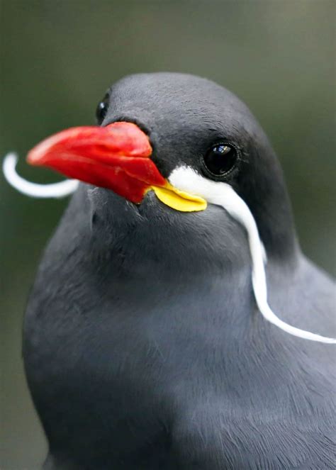 27 Inca Tern Facts The Bird With A Mustache Larosterna Inca Animal