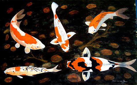 Koi Fish HD (High Definition) Wallpapers ~ Amazing World ...