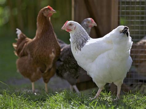 Omnivore Animals | Animals Name A To Z