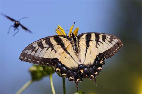 Borboleta De Swallowtail Do Tigre Glaucas Do Papilio Foto De Stock