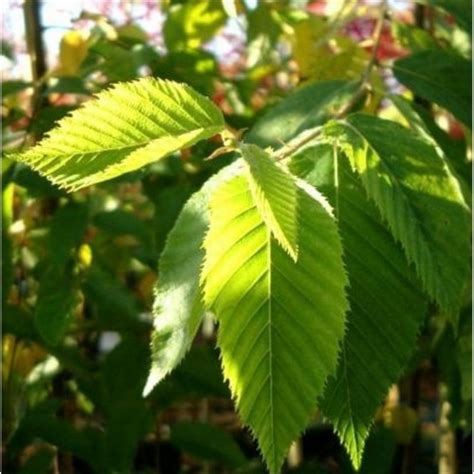 Thuja occidentalis, also known as northern white cedar, eastern white cedar, or arborvitae, is an evergreen coniferous tree, in the cypress family cupressaceae. Ostrya carpinifolia Tree | Buy Hop Hornbeam Trees