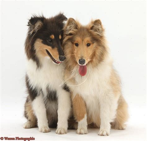 Dogs Rough Collies Photo Rough Collie Rough Collie Puppy Dog Breeds