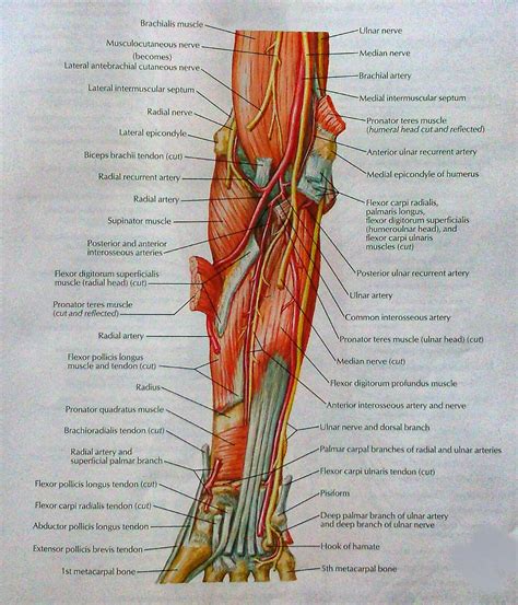 Visual Anatomy Muscles Of Armposterior View Superficial And Deep Layer