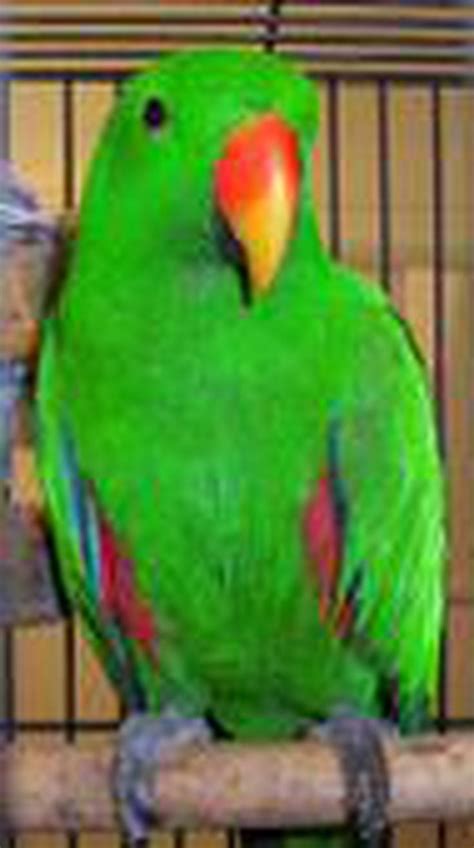 The 5 Best Large Parrots To Keep As Pets Parrot Pet Best Pet Birds