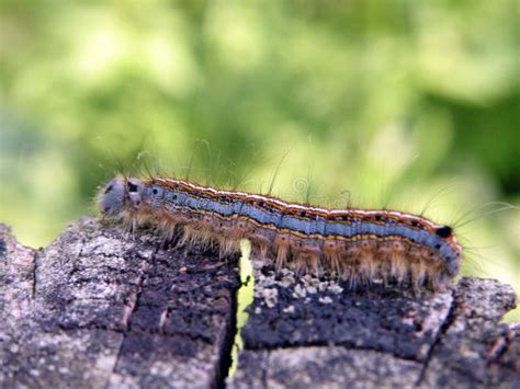 Brown Hairy Caterpillar Lithuania Stock Image Image Of Lithuania