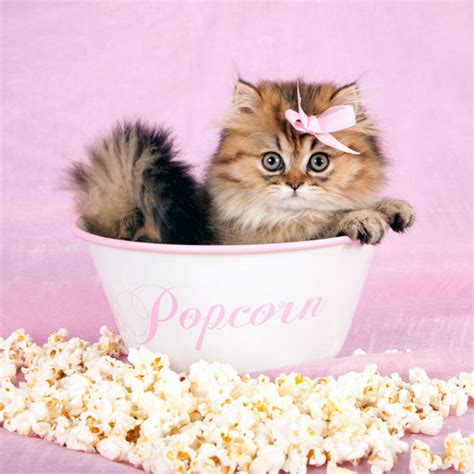 It's salty, sweet, and just plain good! Can Cats Eat Popcorn? - Catster