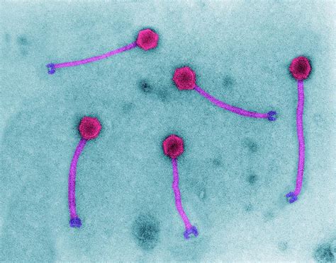 Listeria Bacteriophage Photograph By Dennis Kunkel Microscopyscience
