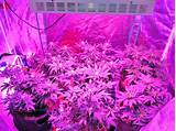 Pictures of Can You Grow Marijuana With Led Lights