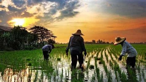 Stream fengtau sawah padi, a playlist by superr from desktop or your mobile device. No, Bernas not closing down, says minister Salahuddin ...