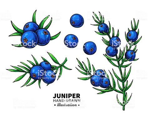 Juniper Vector Drawing Isolated Vintage Illustration Of Berry On