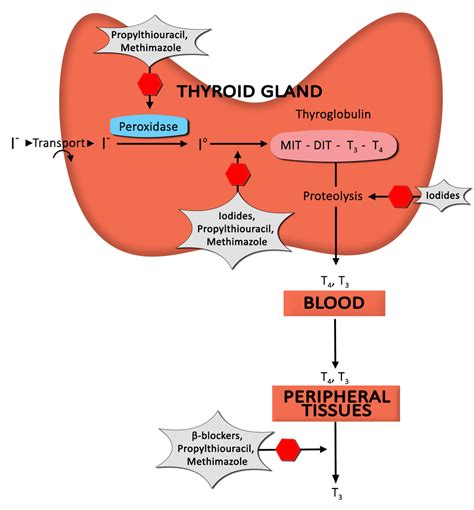 In pharmacology, the term mechanism of action refers to the specific biochemical interaction through which a drug substance produces its pharmacological 2 a mechanism of action usually includes mention of the specific molecular targets to which the drug binds, such as an enzyme or receptor. Treatment of Thyroid Eye Disease