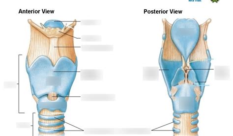 The Larynx Diagram Quizlet