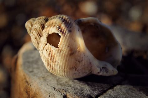 1920x1080 Wallpaper White And Black Sea Shell Peakpx