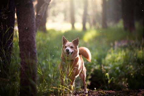 Free Images Tree Nature Forest Grass Sunlight Animal Canine