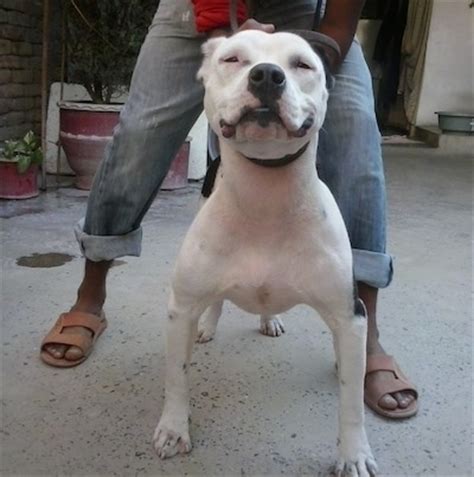 White pitbull with black spots. American Pit Bull Terrier Dog Breed Pictures, 1