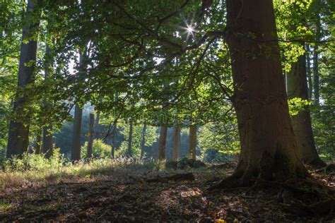 Summern Beech Forest In Little Carpathian Stock Photo Image Of Wood