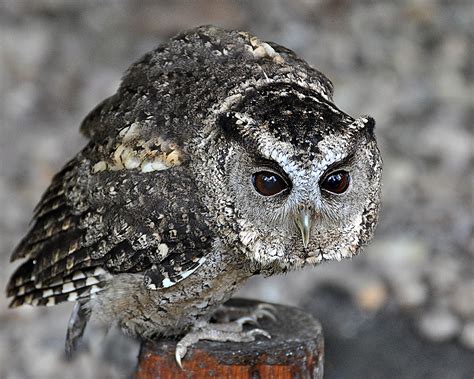 Indian Scops Owl Ita Martin Flickr