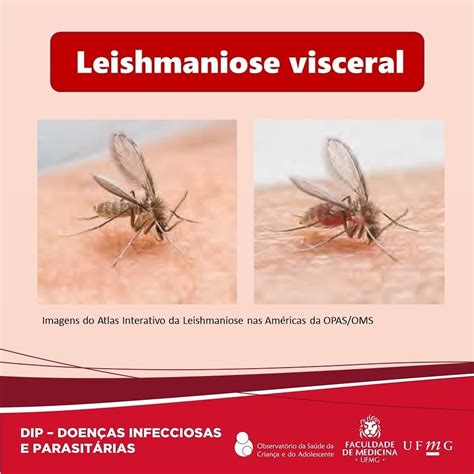 🦟a Leishmaniose Visceral é Uma Doença Causada Por Protozoários