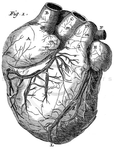 Human brain diagram black and white see more about black and white diagram of human brain. Vintage Anatomical Heart Drawing at GetDrawings.com | Free for personal use Vintage Anatomical ...