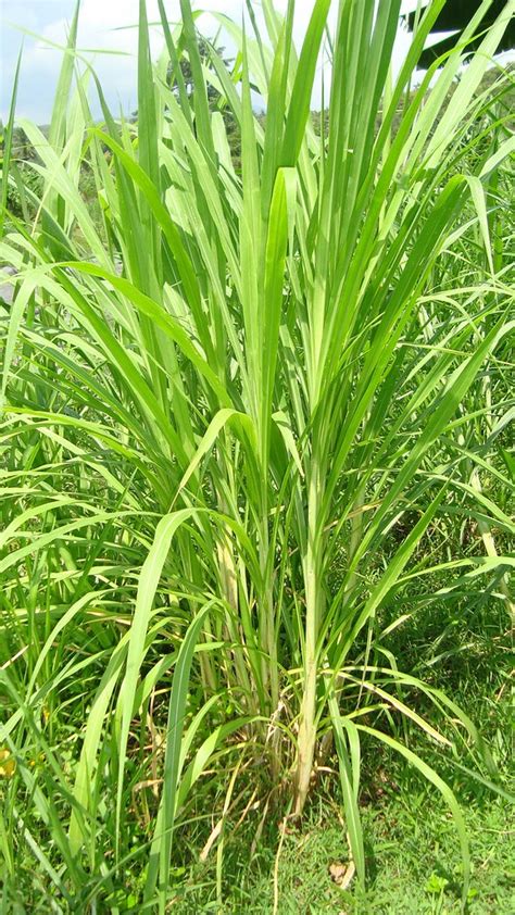 King Grass (Rumput Raja) | Puslitbang Peternakan | Flickr