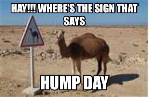Wednesday Hump Day Wednesday Coffee Wednesday Memes Hump Day Camel My Humps Morning