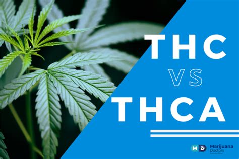 Thc Vs Thca Understanding Their Unique Therapeutic Effects