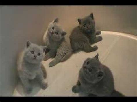 Maybe you would like to learn more about one of these? British Shorthair Kittens - blue and lilac - YouTube