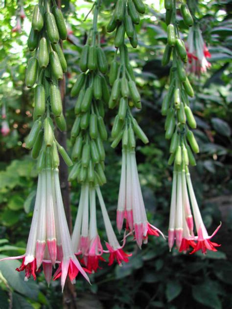 Fuchsia boliviana 'Alba' (White Bolivian Fuchsia) | World of Flowering Plants