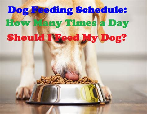 How many cups are in a pound of dog food? Dog Feeding Schedule: How Many Times a Day Should I Feed ...