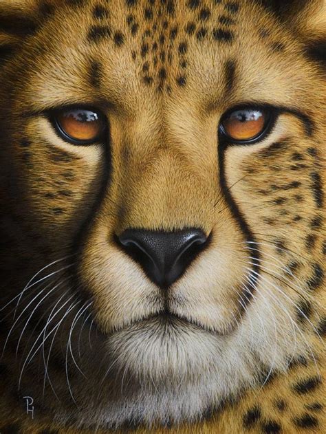 Peter Höhsl Archive Portrait Of A Cheetah