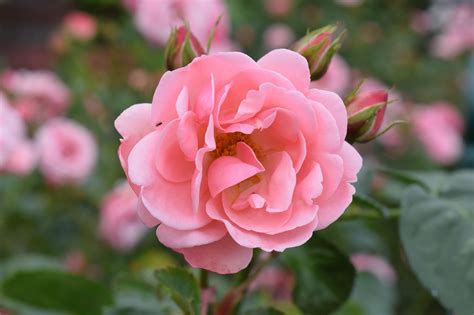 Ros Rosas Flor Foto Gratuita No Pixabay Pixabay