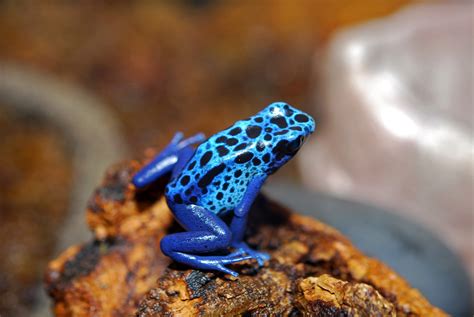 What is the widget to use for instruction? Free photo: frog - Aquatic, Green, Lake - Free Download ...
