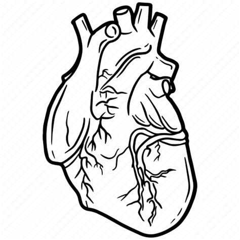 20 Inspiration Drawn Human Heart Outline Png Invisible Blogger