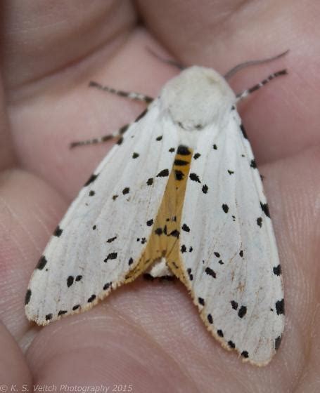 Salt Marsh Moth Estigmene Acrea Bugguide Net