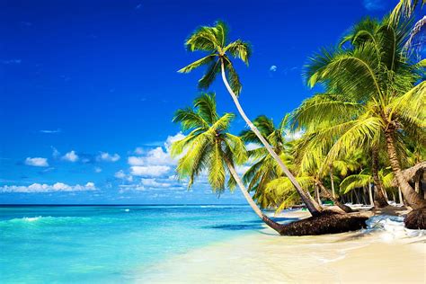 Tropical Island Palms Sea Island Exotic Tropical Paradise