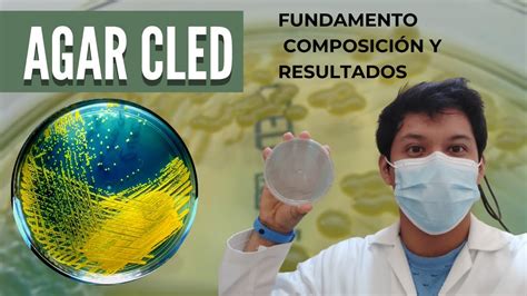 Agar Cled Medio De Cultivo L Cled Agar Media Urine L Agar Cistina