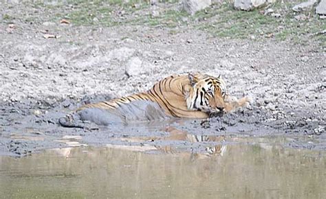 Tiger Safaris In April