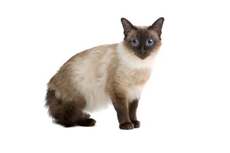 Balinese Cat The Ultimate Guide To Their History Types