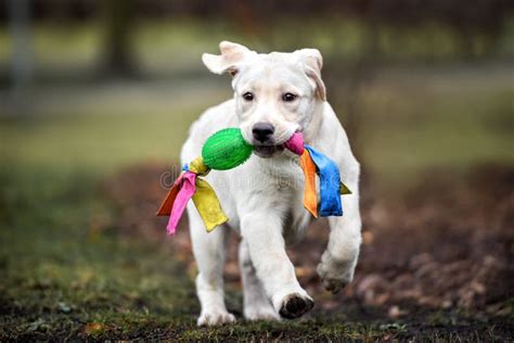 Happy Labrador Puppy Running With A Dog Toy In The Park Stock Photo