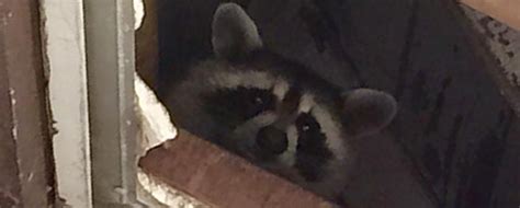 This is because skunks are usually deterred by spreading mothballs around an area will keep skunks away. Do mothballs or ammonia help repel wild animals?