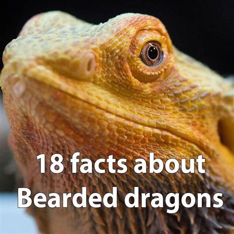 18 Facts About Bearded Dragons Bearded Dragon Care Dragon Facts