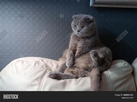 Cute Funny Grey Cat Image And Photo Free Trial Bigstock