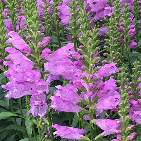 Texas smartscape™ is helping to promote education on pollution prevention through efficient and effective water use for the benefit of all citizens. Vivid Obedient Plant in 2020 | Plants, High country ...