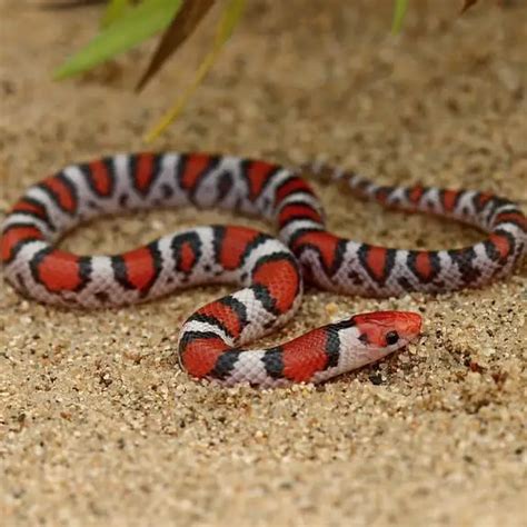 Cemophora Coccinea Scarlet Snake Usa Snakes